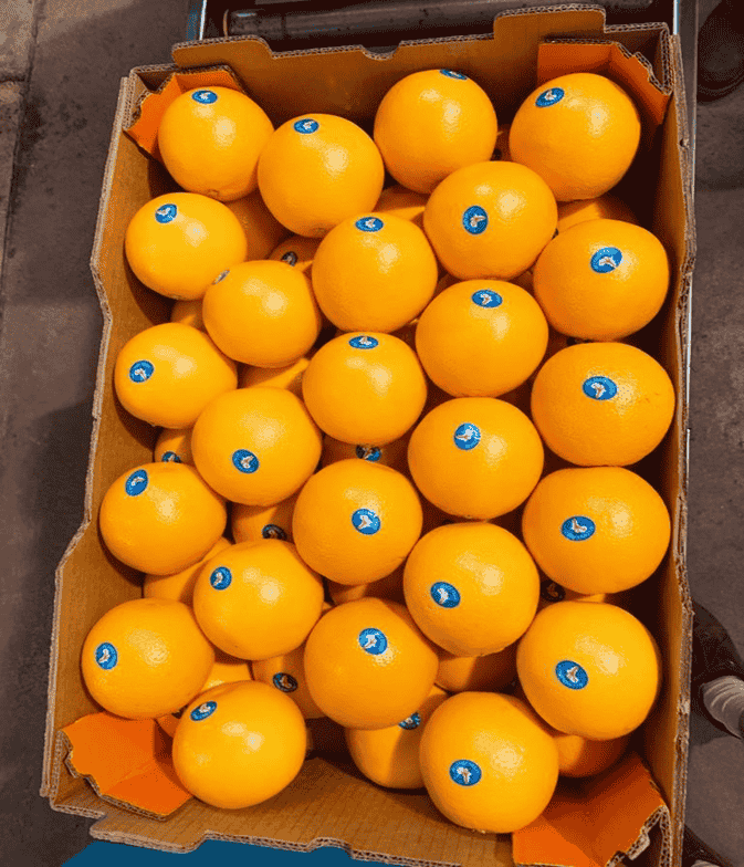 Fresh Oranges